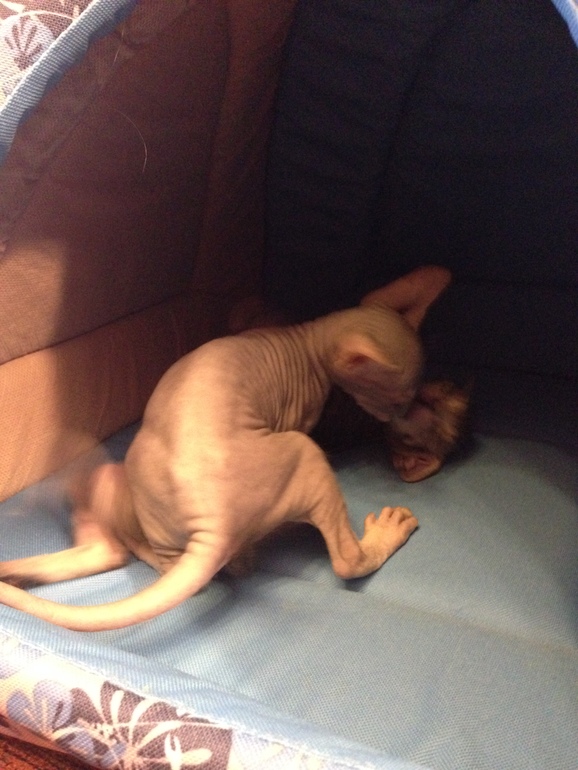 Наши малышастики!!!