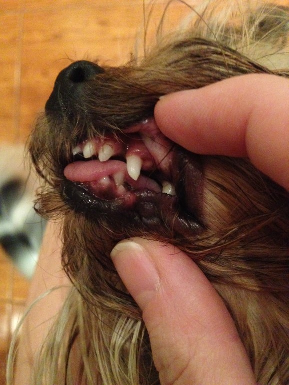 Печальный опыт