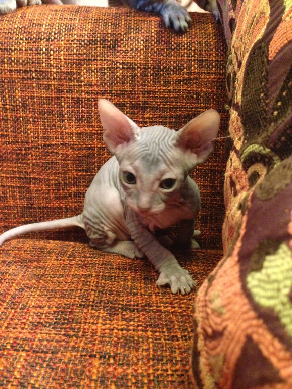 Наши малышастики!!!