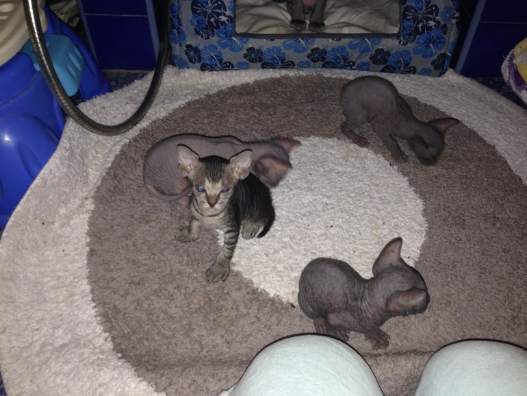 Наше семейство эльфов))))