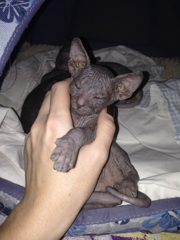 1 месяц ушастикам!!!))