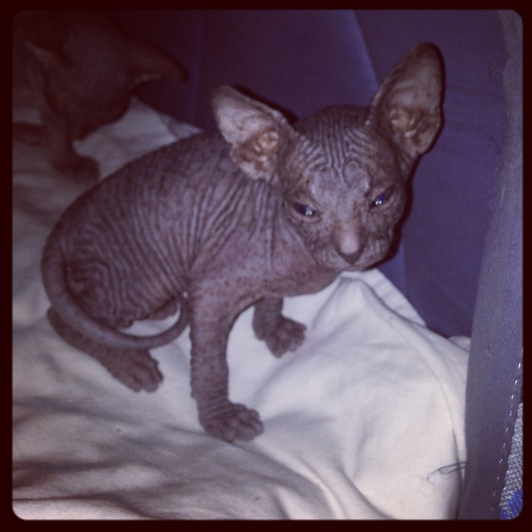 1 месяц ушастикам!!!))