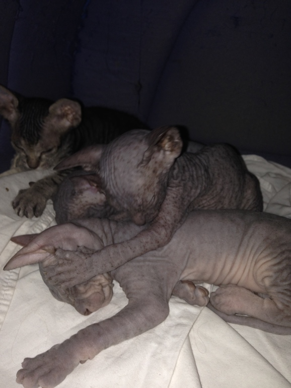 1 месяц ушастикам!!!))