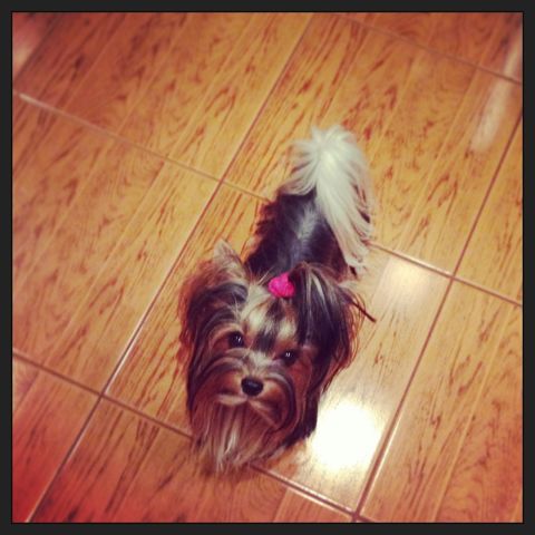 Долька и Куся)