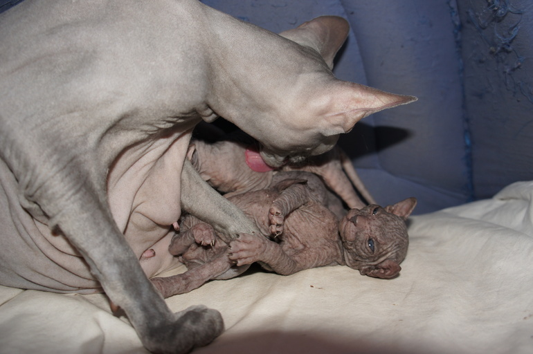 Наше семейство эльфов))))