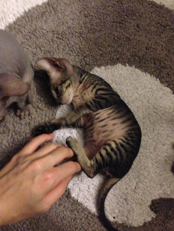 Ушастики наши любимые!