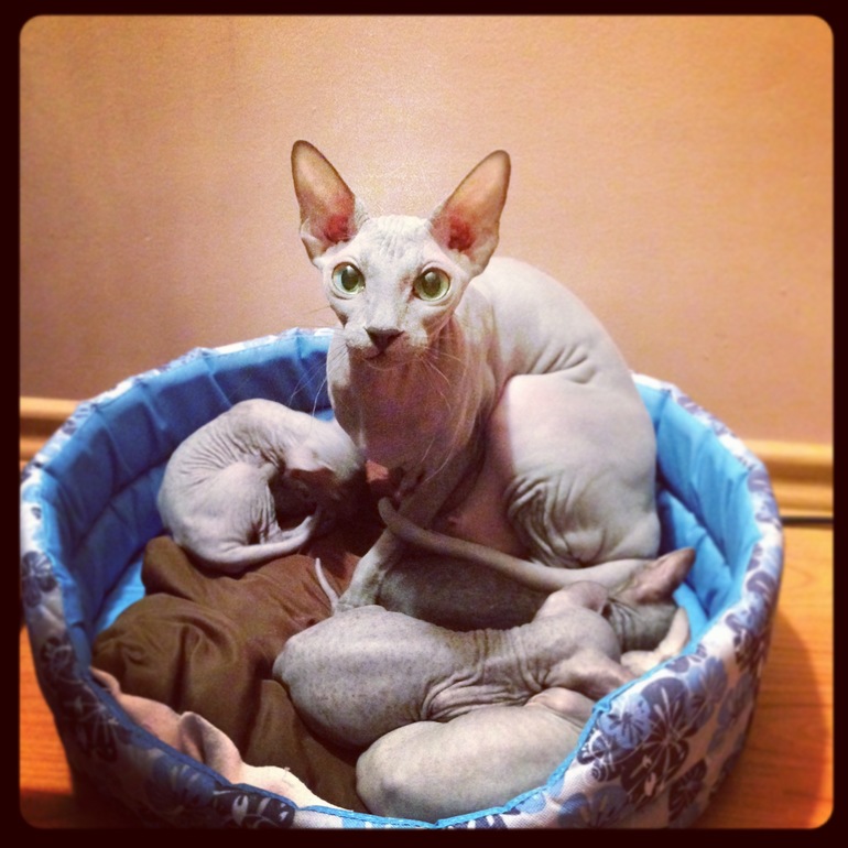 Наши малышастики!!!