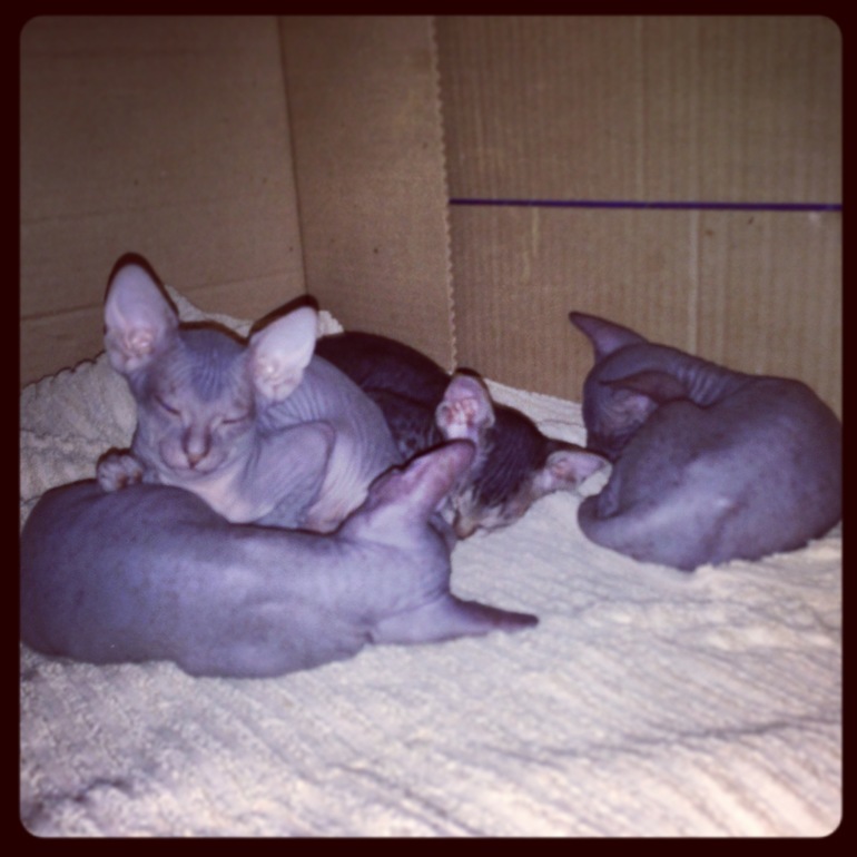 Наши малышастики!!!