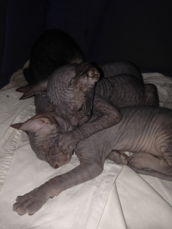 1 месяц ушастикам!!!))