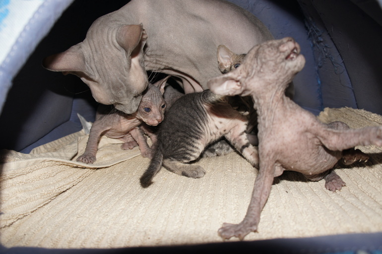 Наше семейство эльфов))))