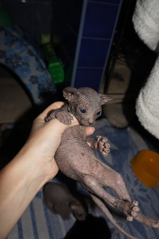 Наше семейство эльфов))))