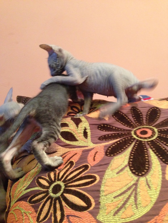 Наши малышастики!!!