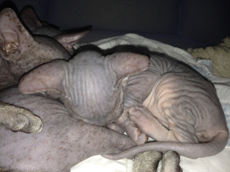 1 месяц ушастикам!!!))