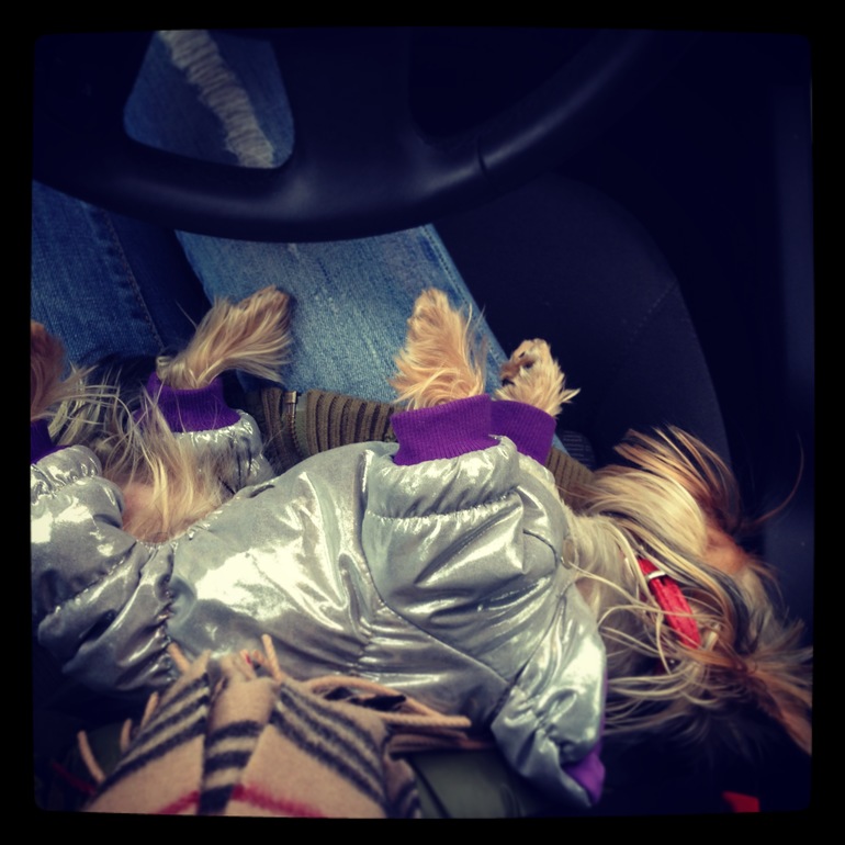 Теперь Куся беременна!!!