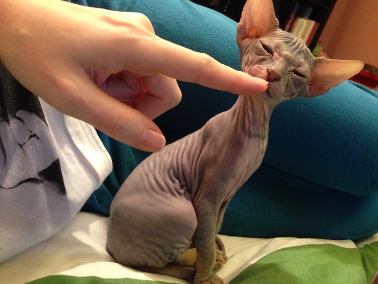 Ушастики наши любимые!