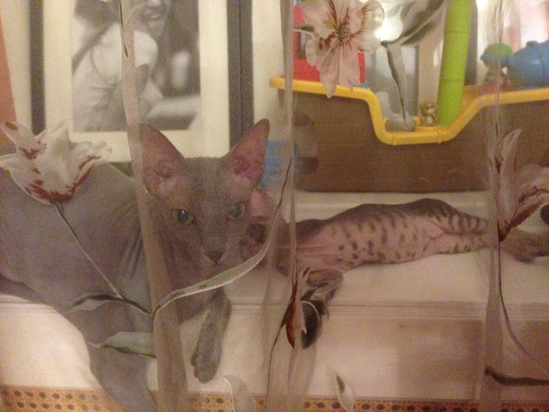 Ушастики наши любимые!