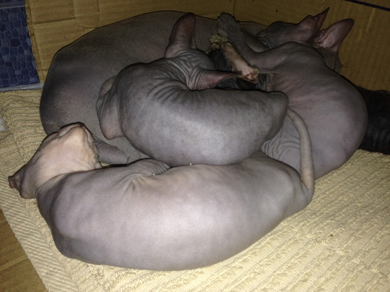 Ушастики наши любимые!