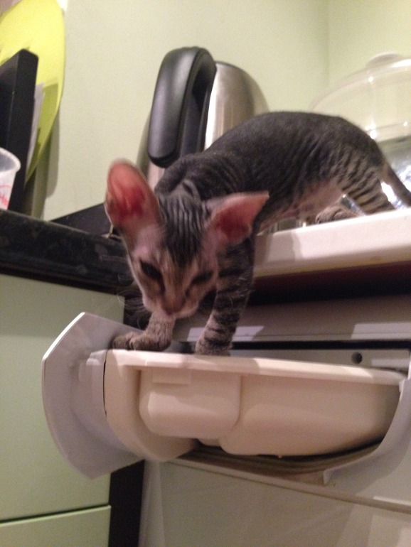 вот и все...отдали последнего котенка-Тигренка((