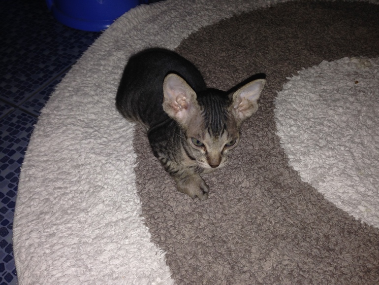 Наши малышастики!!!