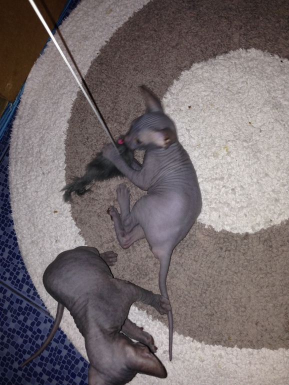 Ушастики наши любимые!