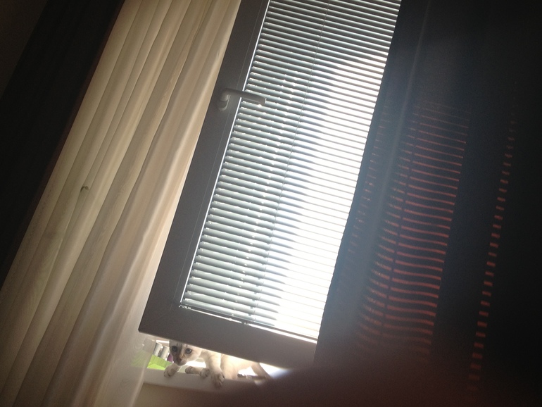 Наша Ефросиния