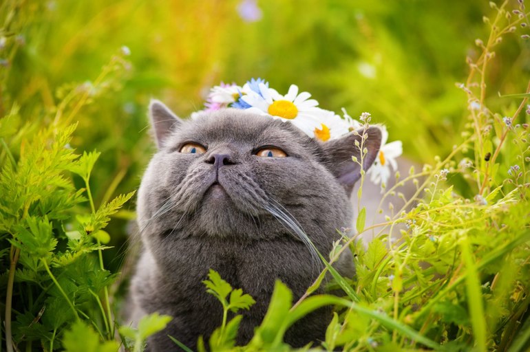 Летний Федя (моя муза,мой вдохновитель)