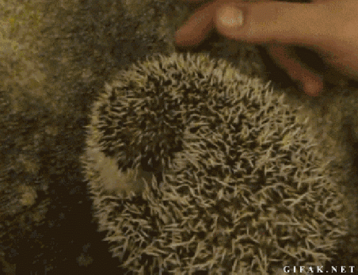 ca9fc051133f44f0744fb93482176aa6.gif