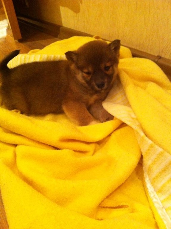 Пополнение в семье