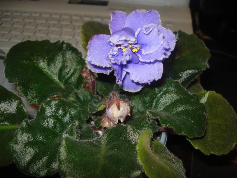 Как и обещала))