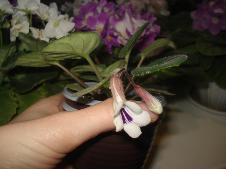 Как и обещала))