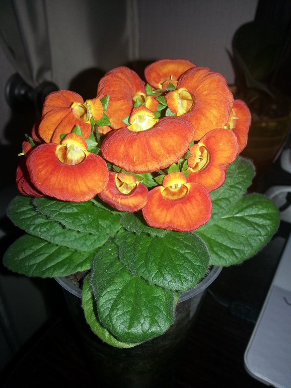 Как и обещала))