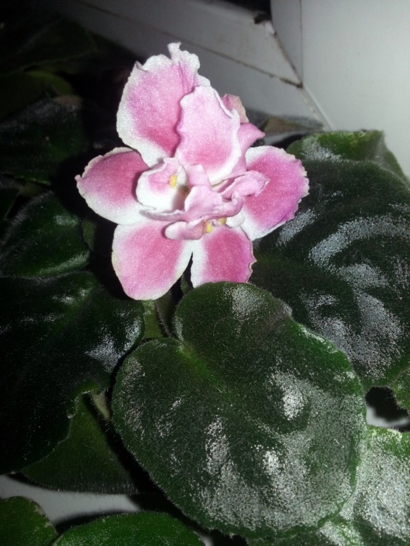 Как и обещала))