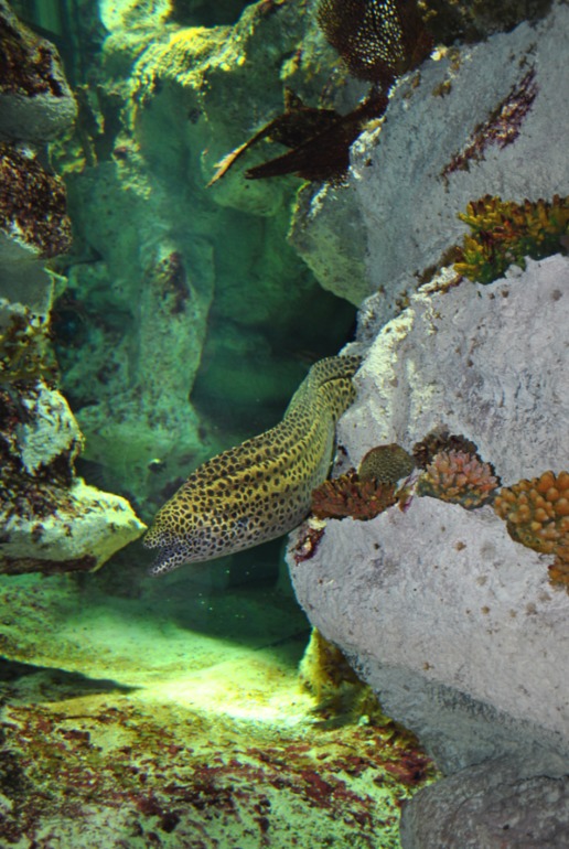 Аквариум в Монпелье!