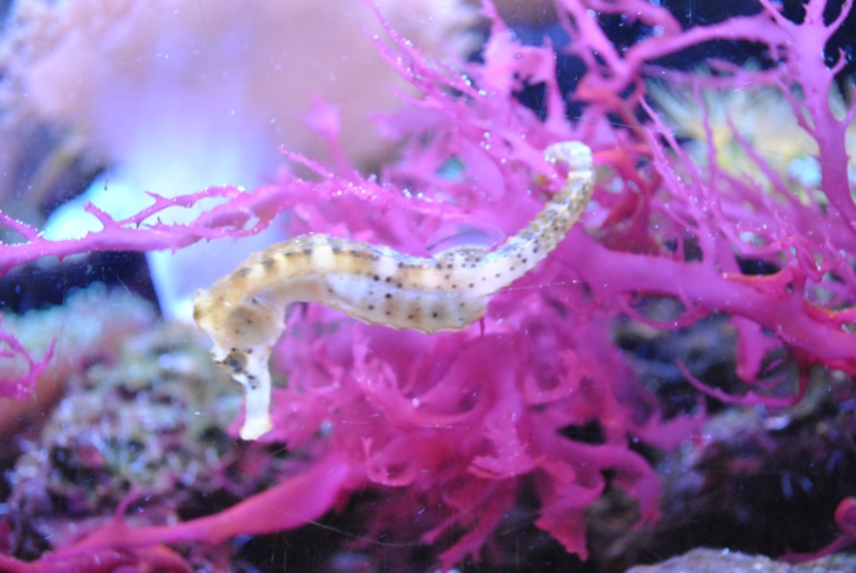 Лангедок - Руссильон. Кап д`Агд. часть 3