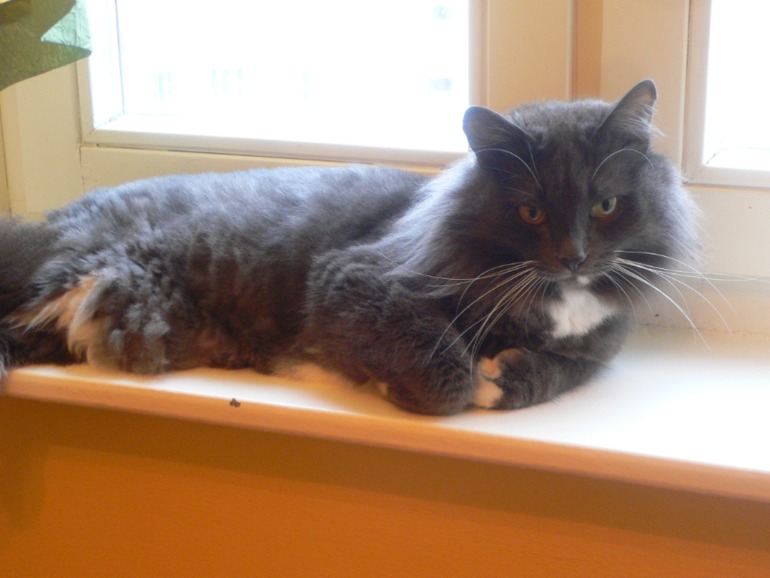 Про одного везучего кота или мой опыт участия в спасении бездомышей!