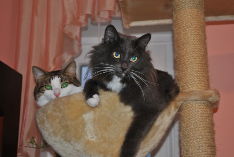 Про одного везучего кота или мой опыт участия в спасении бездомышей!