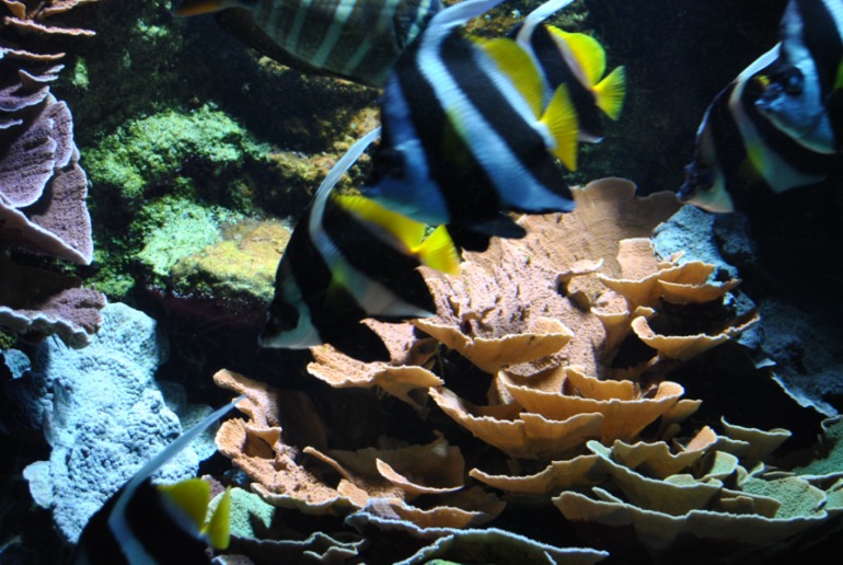 Лангедок - Руссильон. Кап д`Агд. часть 3