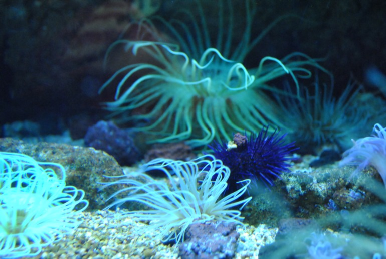 Лангедок - Руссильон. Кап д`Агд. часть 3