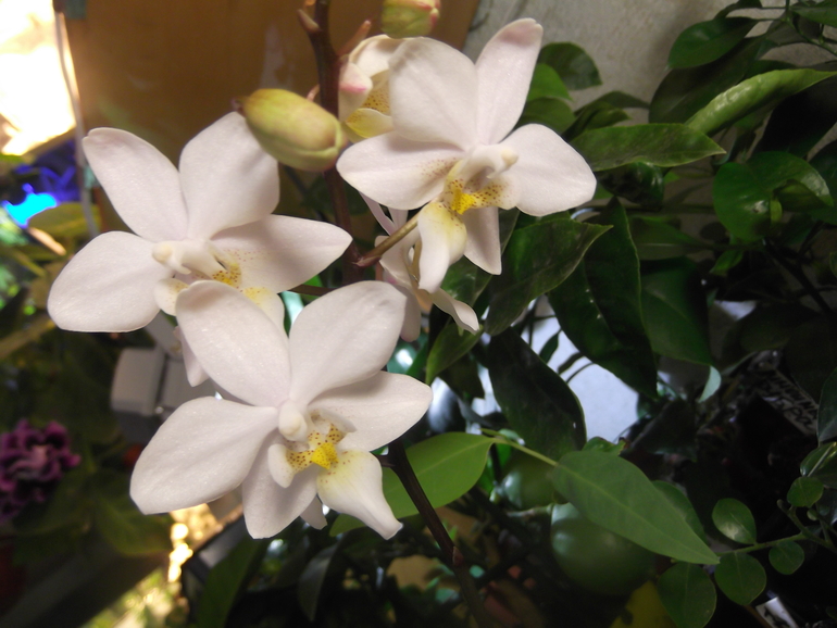 Продаются орхидеи - от 300 руб.