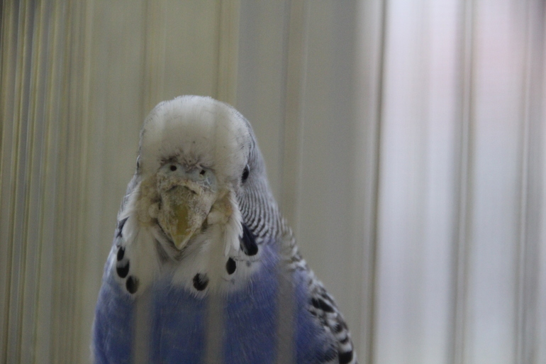 Забрала птиц!!!