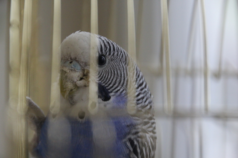 Забрала птиц!!!