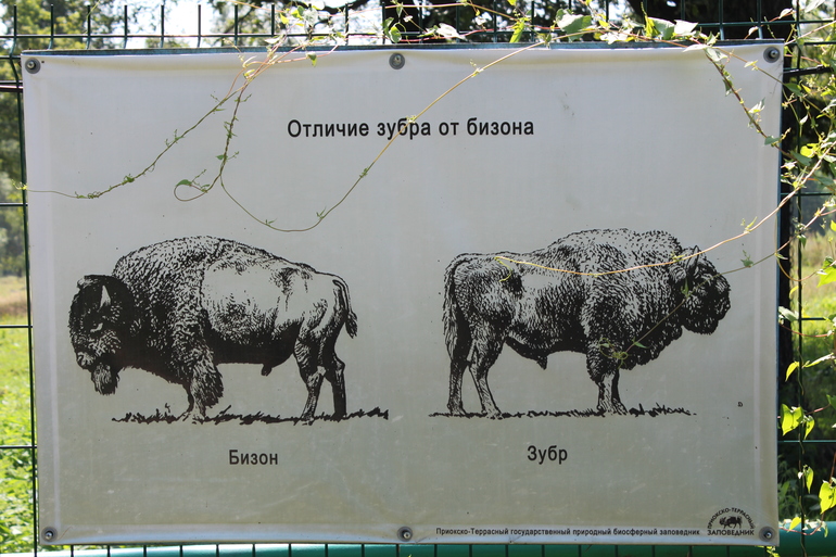 Зубр и бизон отличия фото