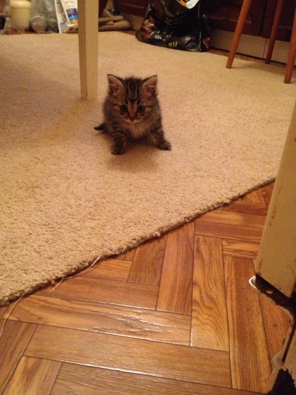 Котенок в добрые руки :)