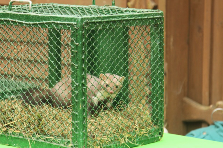 ЭПЦ «Царская пасека»