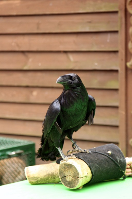 ЭПЦ «Царская пасека»