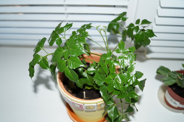 помогите начинающему цветоводу)))