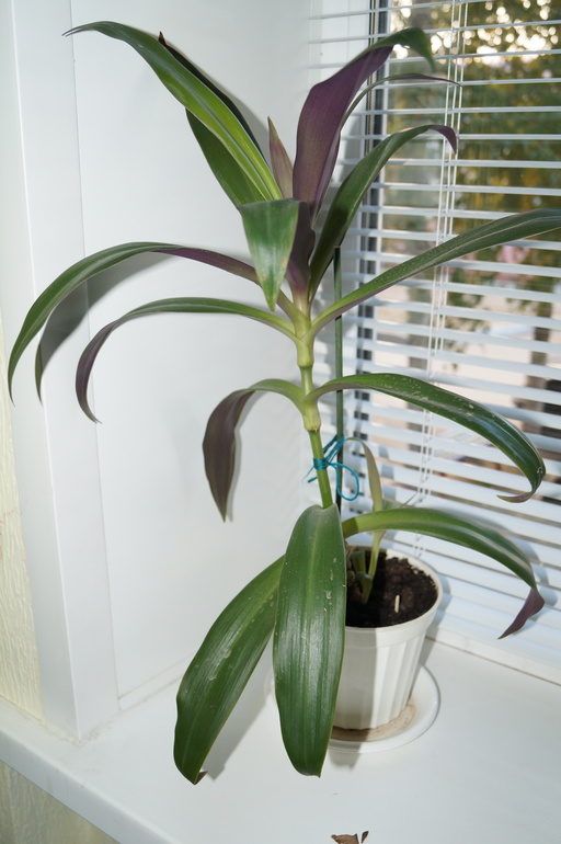 помогите начинающему цветоводу)))