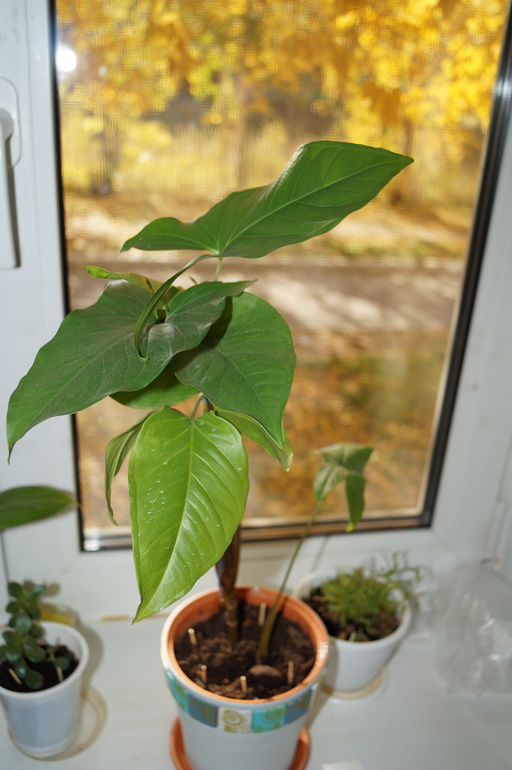 помогите начинающему цветоводу)))