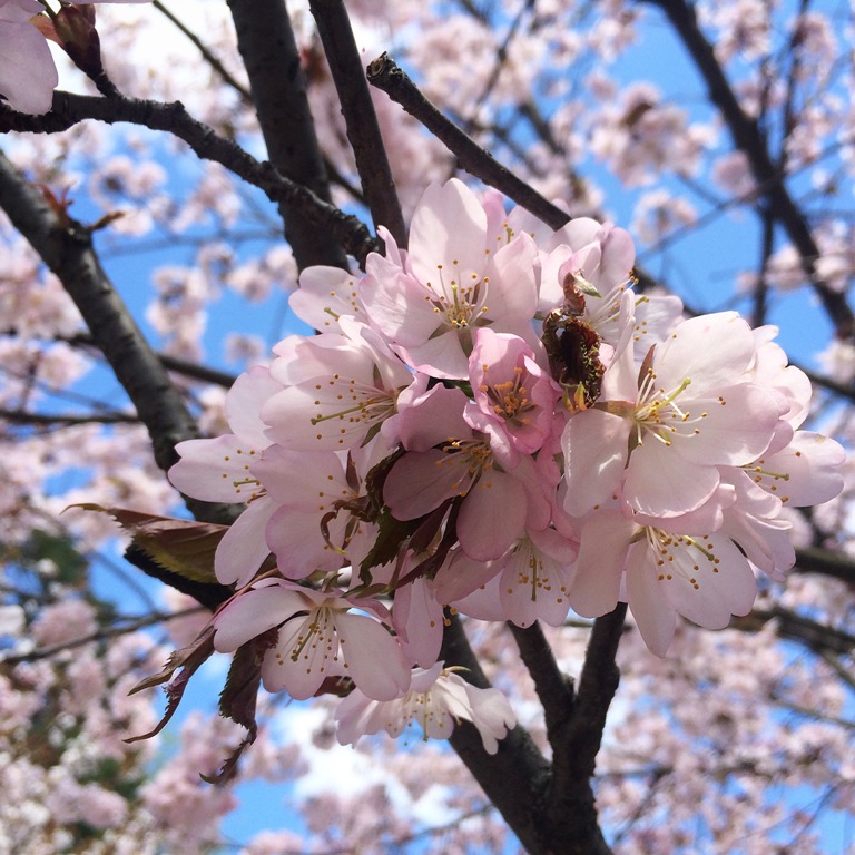Какое дерево зацветает первым. Бирюлевский дендропарк цветущие яблони. Екатерининский парк Сакура. Сакура в Коломенском парке. Дендропарк цветение миндаля.