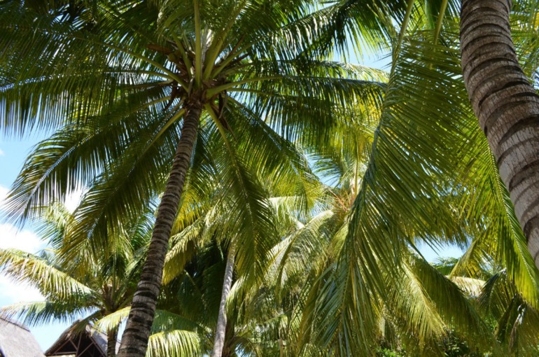 о. Маврикий, отель Constance Belle Mare Plage 5*